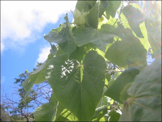 abutilon-sandwicense-4.jpg