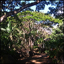 walk-in-waimea-053